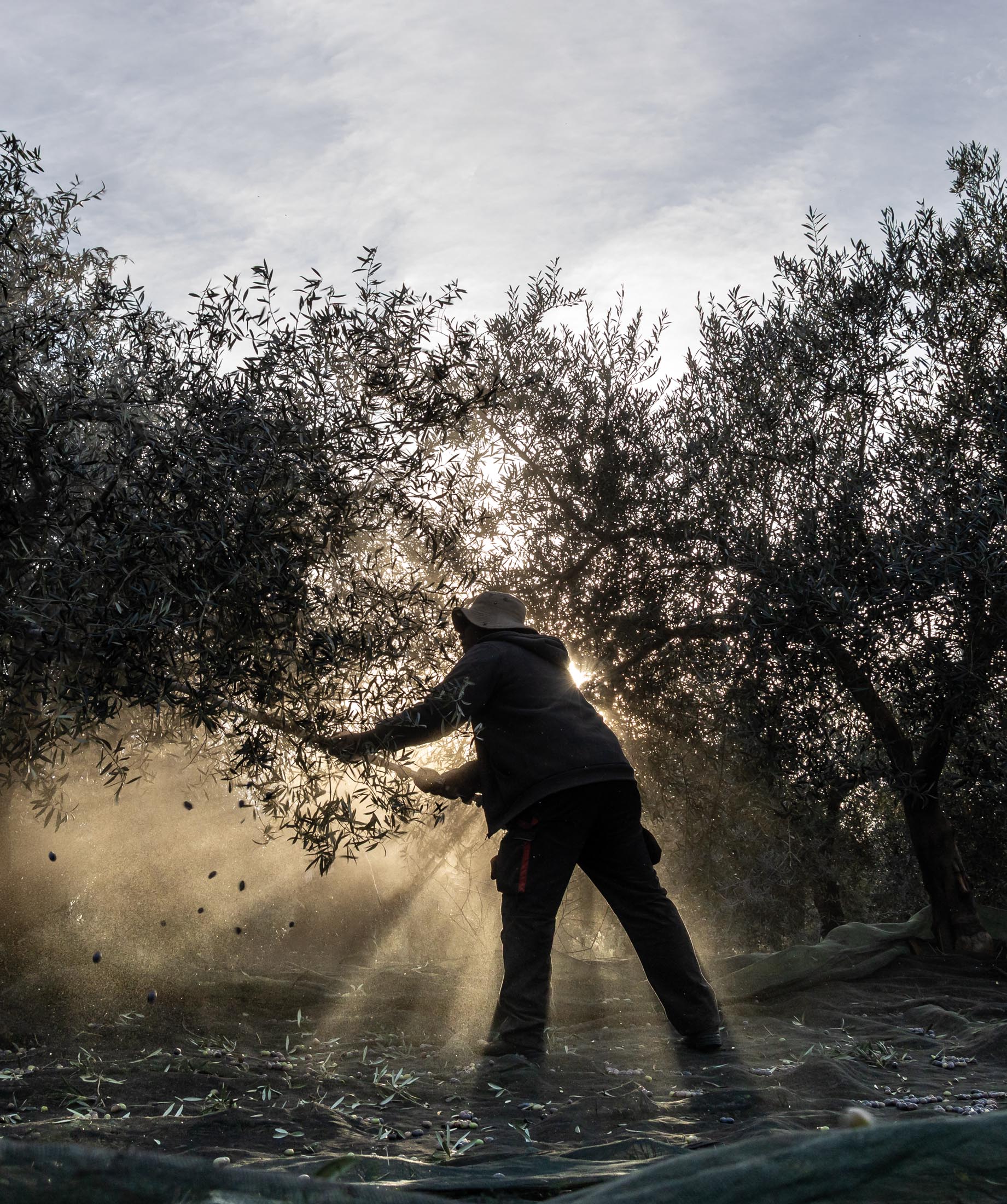 Da terra: colheita e produto sazonal