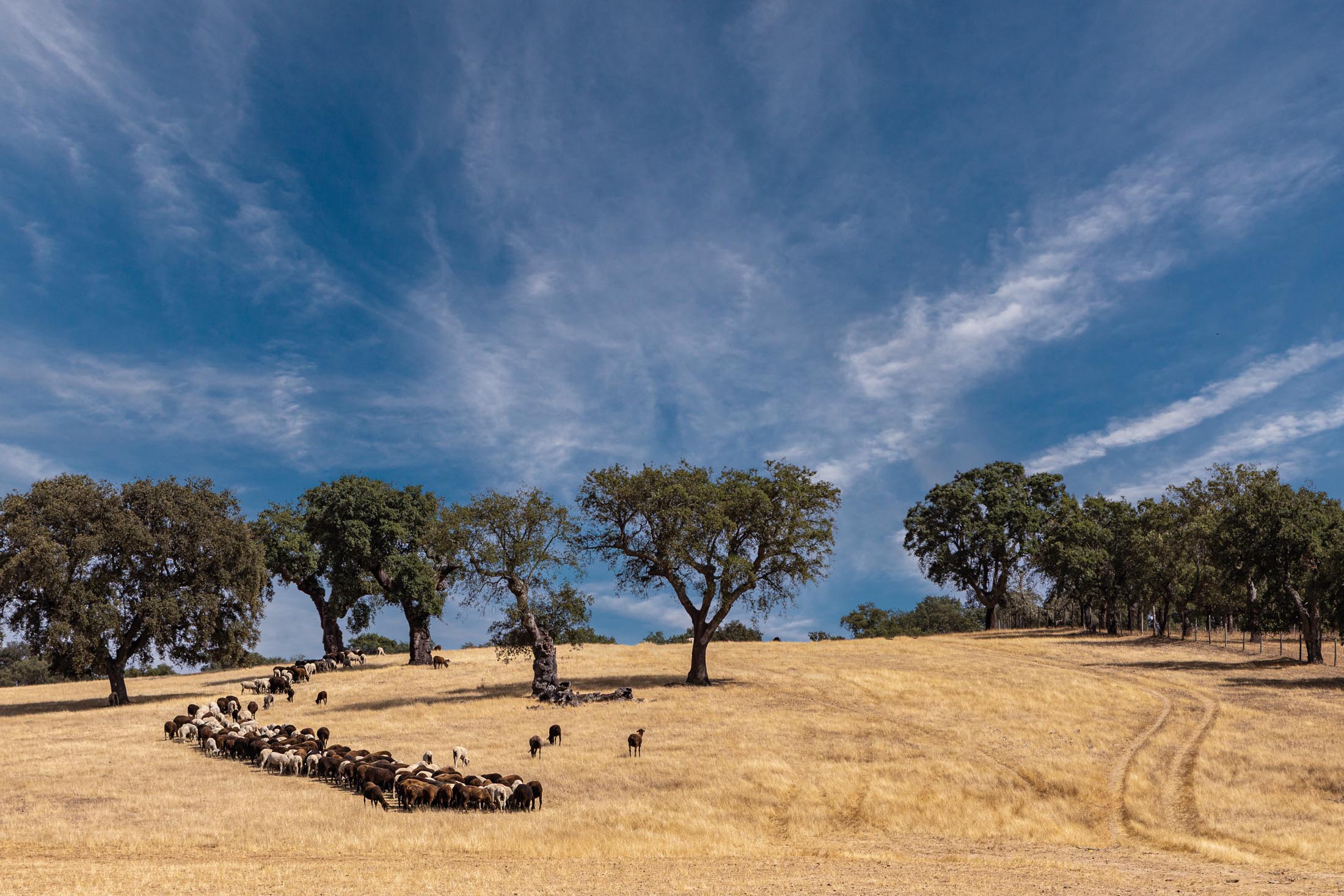 Território e mesa: paisagem alentejana e mesa posta